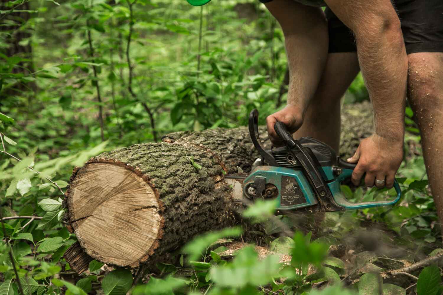 Best Palm Tree Trimming  in USA